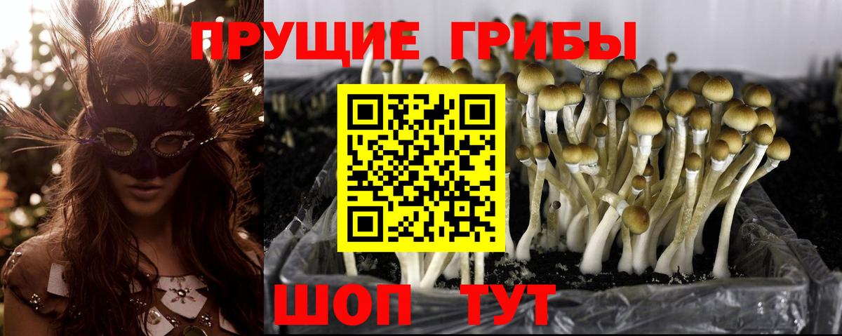 Псилоцибиновые грибы Cubensis Рузаевка